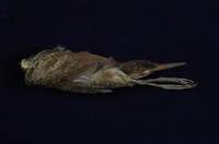 藏品(栗小鷺)的圖片